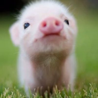 yumi_pon0502's profile picture. 新しいことにチャレンジしてみよう！と、ゆる〜く始めたSNS。医薬品登録販売者💊 、2型糖尿病。体のこと、健康についてハッシー先生のヘルスケアアカデミーで勉強中🌈    R5年に産まれた孫くんの推し活に夢中🥰