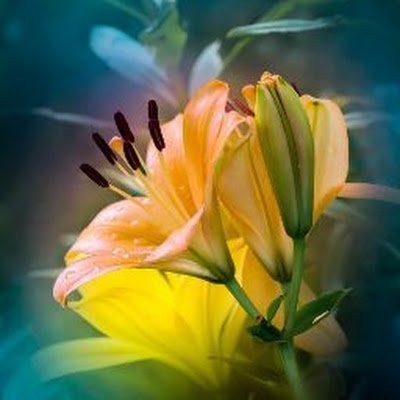 WHhoshhi's profile picture. 