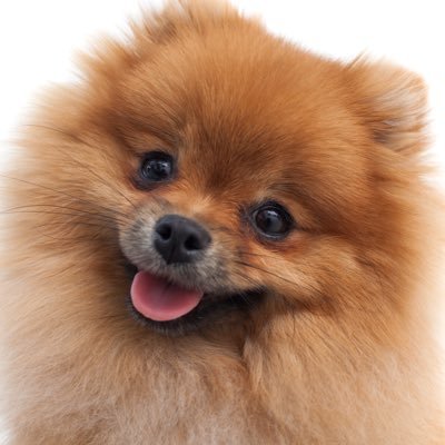 デリバティブセールス→トレーダー経験16年の金融ポメラニアンです🐶 モテコンサル勝倉の夫🐶 育休1年取得中🐶 金融のことや、バリキャリ嫁と暮らすヒント、子育てについてつぶやきます🐶🍼
