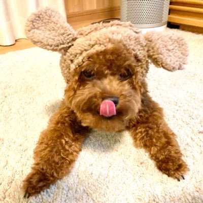 King Gnuにハマってるよよよ〜👑🐃 トイプーがコグマみたいだから🐃じゃなくて🐻にしてるよー🤭ママヌー民だよ🤗よろしくねー！