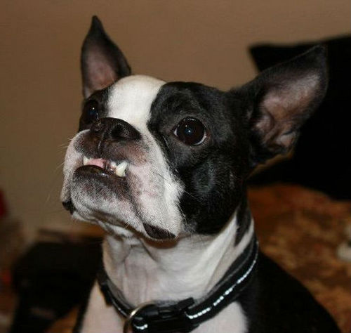 Budzillaaa's profile picture. My name is Buddy, but sometimes I'm called Budzilla when I'm acting naughty. I'm the cutest dog you'll ever meet. Give me all your food. My mama is @KittenMosh!