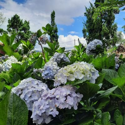 thaomy9399's profile picture. 