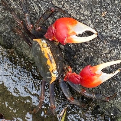 広島大学統合生命科学研究科のテニュアトラック助教です。甲殻類を中心とした水産有用種の比較生理学とフィールドで出会える様々な無脊椎動物の生理生態学を進めています。
このアカウントにおける発言内容は私個人の見解であり、所属機関とは一切関係ありません。