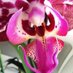 Flor del paraiso (@cazenaveelena) Twitter profile photo Flor del paraiso (@cazenaveelena) Twitter profile photo