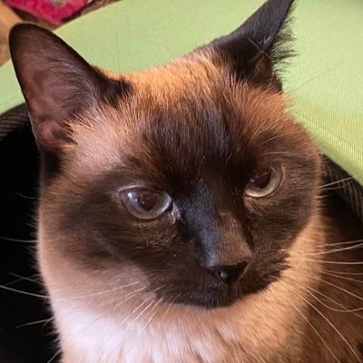 AmidsttheRain's profile picture. she/her