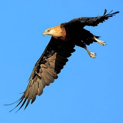 fuhuachunmeng1's profile picture. 天还没黑抓紧走吧，免得黑暗降临！黑暗来了还走得了么！