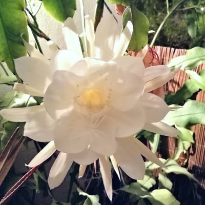 jokinss55's profile picture. 