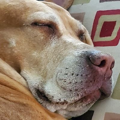 Rosiedoge's profile picture. I'm just here for the party 🥳🥳🌵🇺🇲🇺🇸