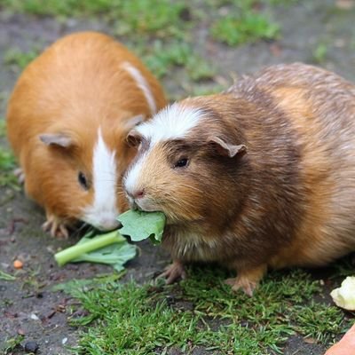 Guinea pigs teach you a lot of things. Innocence. Kindness. Patience. Laziness. Cuteness. And just simply being nice organisms.