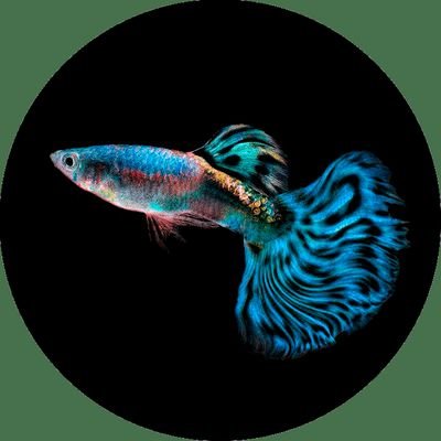 GuppeeFish Profile Picture
