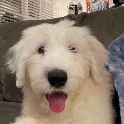 Hi everyone this is Huey! He is an old English sheepdog that was born august 3rd !