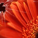 isabella bird - @Isabella_9_gem - Twitter