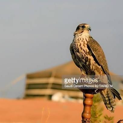 falcon_170 Profile Picture