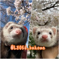 かほねぇ家@お預かり、保護ご相談ください@ペットは一時休止 (@leo56_kahome) 's Twitter Profile