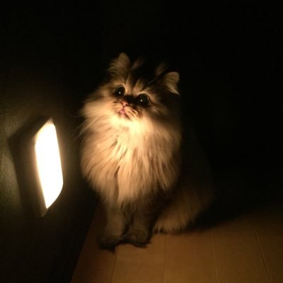 ププヲとチンチラゴールデンのパピコちゃんさんのプロフィール画像