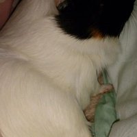 エコ🐭 (@eko_monaka) Twitter profile photo