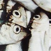 Special Salted Fish Profile