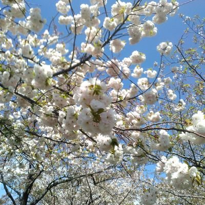 i4D8BYYJ6CAQplc's profile picture. ぐでたまおじさん