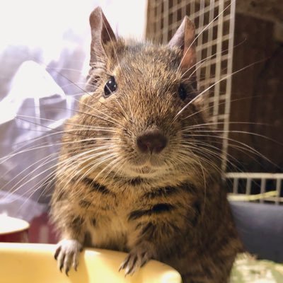 デグーのおばあちゃんカティさん(あと数日で8歳8ヵ月♀)旅立ってしまいました。🐭の下僕休業中。謳鼠新聞編集部員。ネズミを描けるようになりたい。 ペペさん🐭のオドントーマ闘病のモーメントhttps://t.co/94QZatscBU