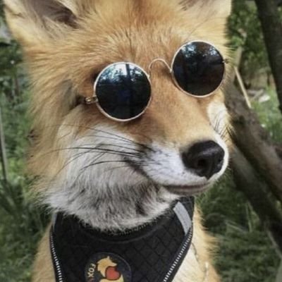 BrandonFinster1's profile picture. One fragment of the chaotic rainbow. Teumessian Fox is my Facebook. writing etc.