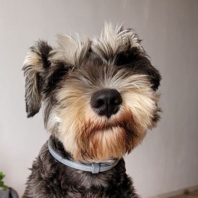 gregorise's profile picture. 