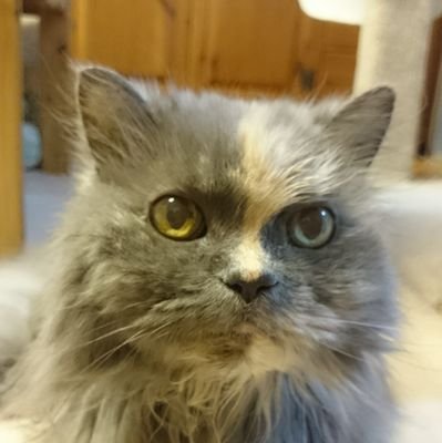 ateliergrace125's profile picture. 2017年10月頃生まれのデカ猫兄弟🐈‍⬛🐈こてつ（キジトラ♂️7.6kg）& きなこ（笹かま♂6.5kg）の下僕、たま〜につぶやくのはほぼ猫🐱・食べ物🍴・マンガ（少女マンガからBLまで色々）📚など🥰
アイコンは先代猫のグレース（ペルシャ♀️享年21歳8ヶ月）です🥰