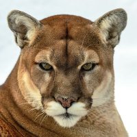 Sir_Chasm (@sirchasm3) 's Twitter Profile