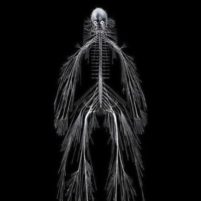 caitlinbianca_'s profile picture. 🧠