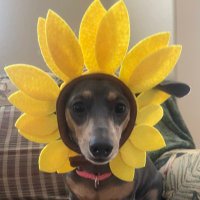 BookHounds 🌻📚🐾(@BookHoundsBlog) 's Twitter Profile Photo