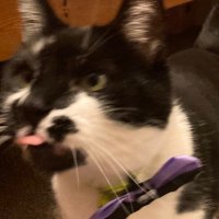 billy bob aka milo (@catshinanigans) 's Twitter Profile