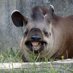 Tapir Lover (@TapirLover69) Twitter profile photo