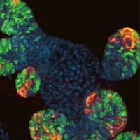Wrana Lab (@jeffwranalab) 's Twitter Profile