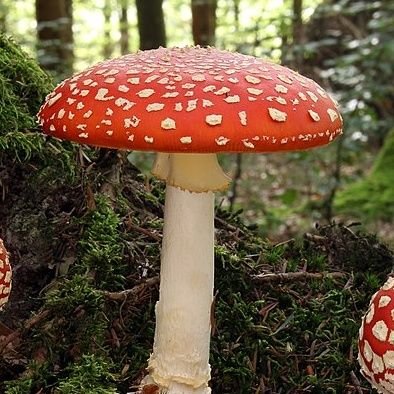 katerinamikova1's profile picture. 