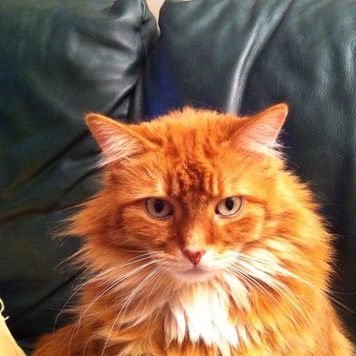 superdutysammy's profile picture. Large, Sleepy Cat