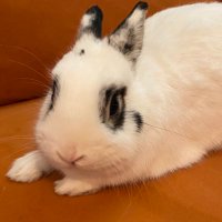 Ember The Rabbit (@emberrabbit) 's Twitter Profile