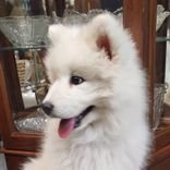 Etsy Shop Of Vintage Milk Glass Mommy Of  Samoyed PUPPIES!!!! Hypo-Allergenic Dogs  https://t.co/NxK1xVGJ53 
For RETWEETS FOLLOW & use @samoyed_pup1 in Post!