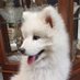 MyPurpleCowLuvsMilk (@samoyed_pup1) Twitter profile photo