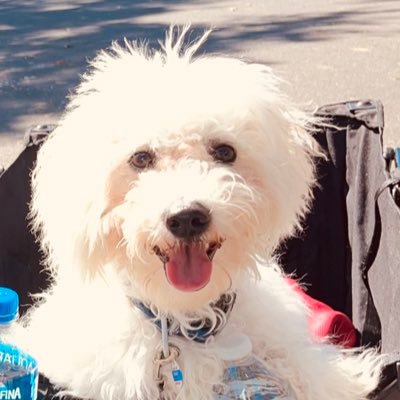 I’m a Bichon Frisé. My brother is a mini -petite Goldendoodle. We are both happy and healthy. I want to be your friend. my mom and dad are strict conservatives.