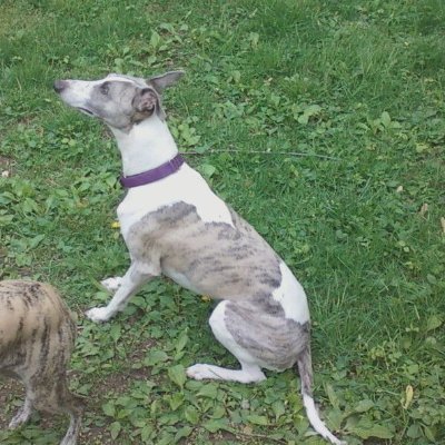 RudyWhippet Profile Picture