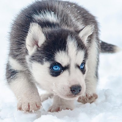 snowy231604's profile picture. 