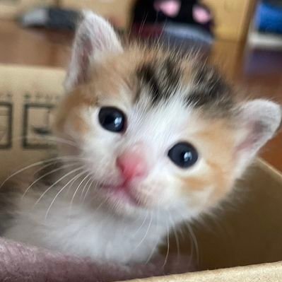 猫神様 (@kamicat_mofu) / X