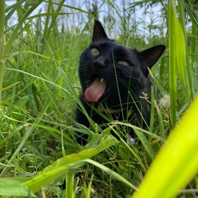 mopemito's profile picture. 書くこと、文房具、万年筆好き。手帳時間、書く時間が毎日の日課できた欠かせない。猫と家族と文房具をこよなく愛す暮らし。小説も書いてます。