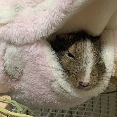 くろ(degu ぽぽ❁ぴぴ❁ぷぷ🌈)さんのプロフィール画像