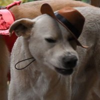 SLIMJIMCOWBOY (@c_m_richards) 's Twitter Profile