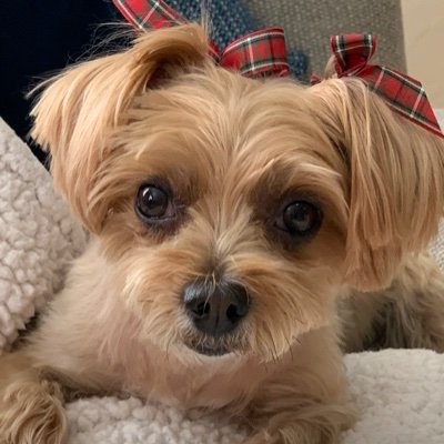 RIP. A beautiful Morkie that loved playing and hunting Zombies with her hooman mommy.  #ZSHQ. Please no soliciting or donation requests