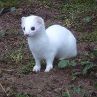 🦕Ermine aka Stoat 🟥 Courage is contagious 🟥 🦖(@StoatlyL) 's Twitter Profileg