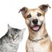 Chien ou Chat (@chien_ou_chat) Twitter profile photo Chien ou Chat (@chien_ou_chat) Twitter profile photo