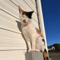 アローの中の人(非公式) (@arrowstud_staff) 's Twitter Profile
