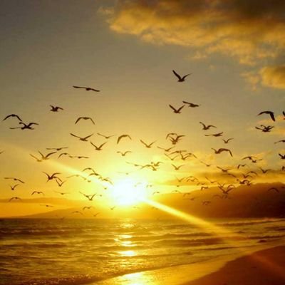 edinsoto's profile picture. Consultor Senior SAP
