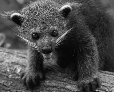 BabyBinturong's profile picture. Beautiful and unique handmade things for babies, moms, and moms to be! Follow Baby Binturong for updates on the shop and get a heads up on what's coming next!